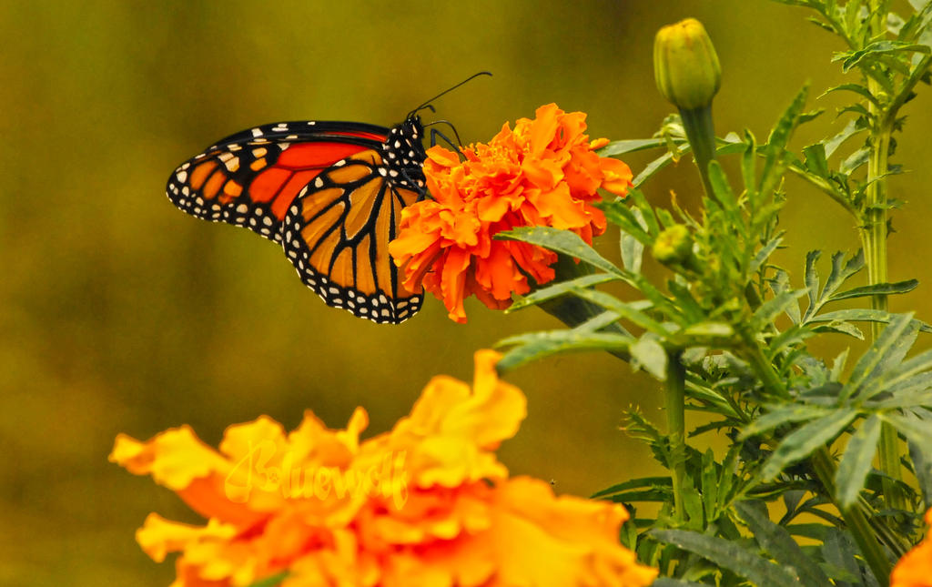 Flutter by earthdragon21 on DeviantArt