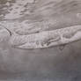 Basilosaurus