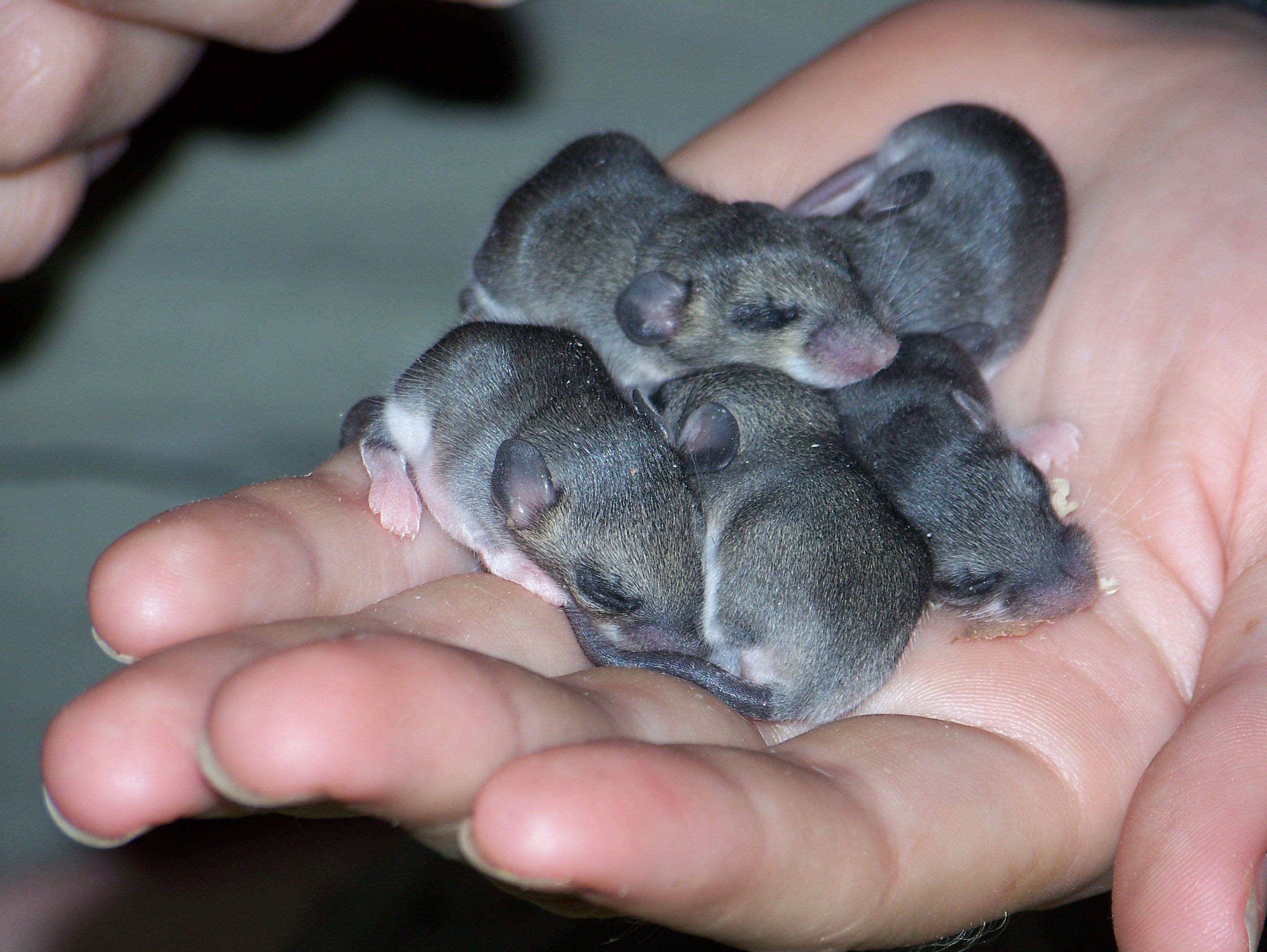 What Do Baby Mice Look Like? 