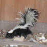 Skunk