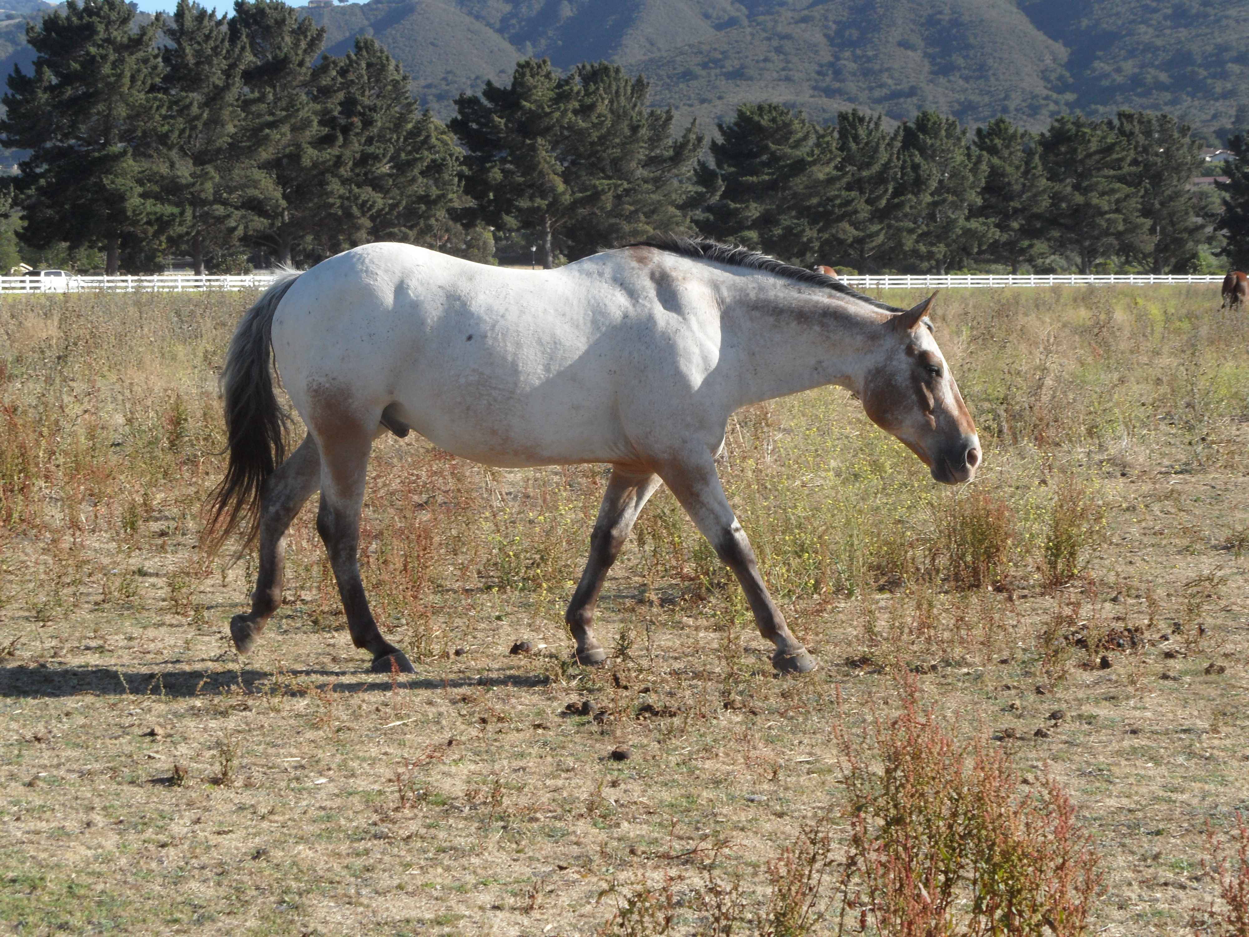 Appaloosa Horse