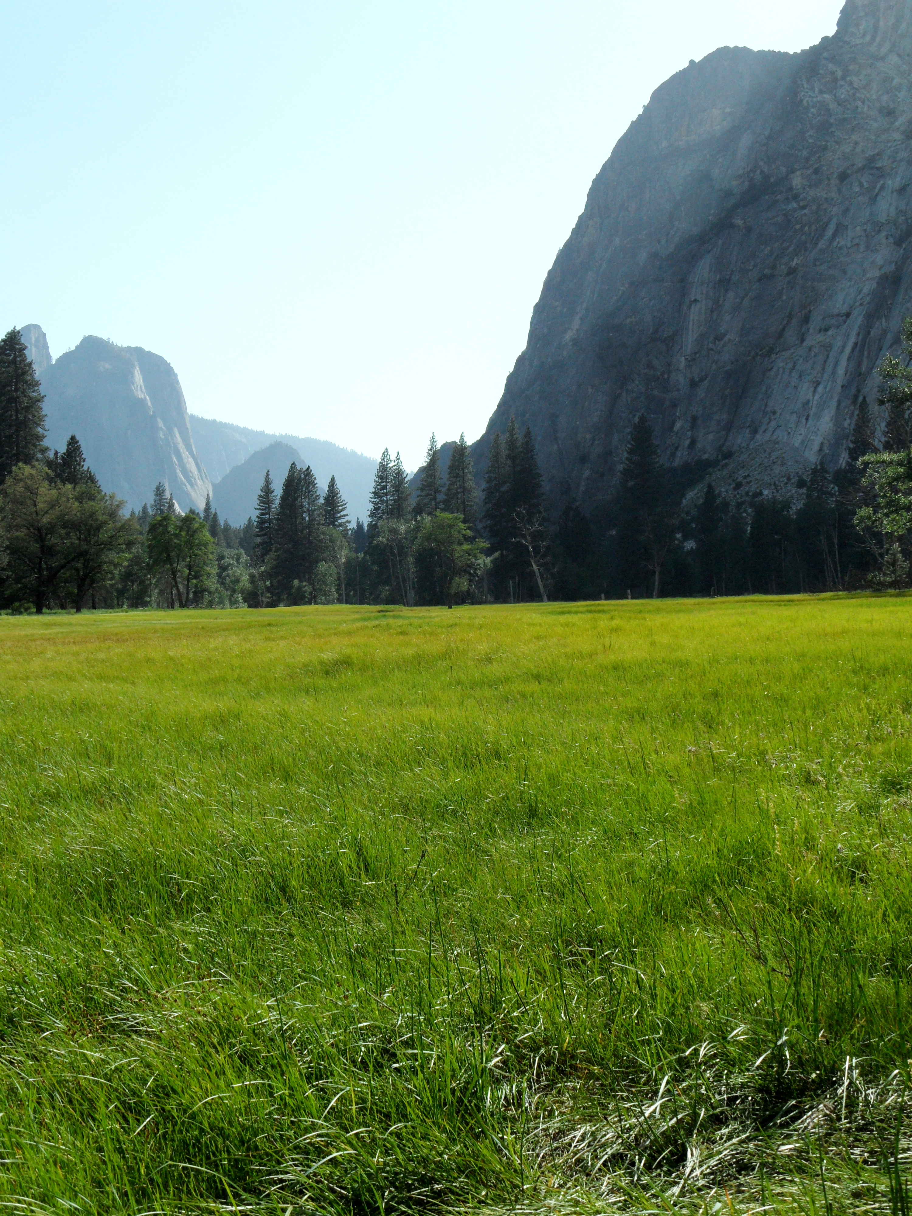 Meadow (7)