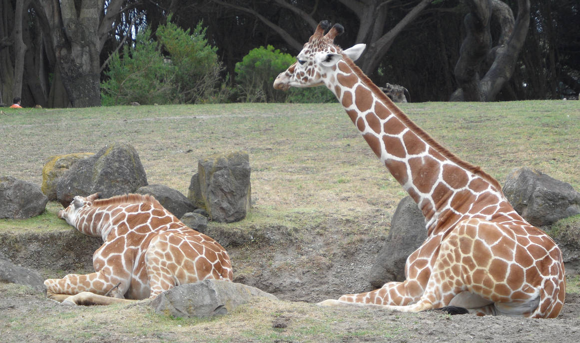 Giraffes sleeping by kayosa-stock on DeviantArt