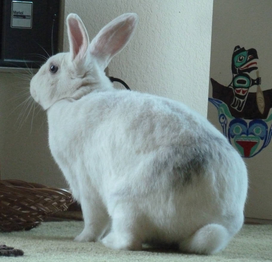 Bobtailwhite Rabbit White Rabbit (1) by kayosa-stock on DeviantArt