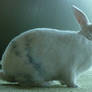 White Rabbit (3)