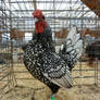 Golden Coast Poultry Show (44)
