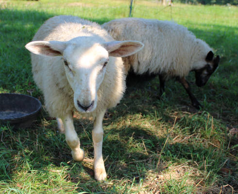 Icelandic Sheep 18