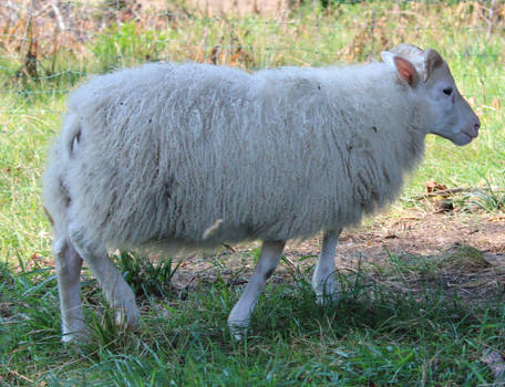 Icelandic Sheep 20