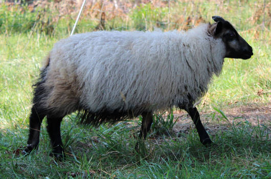 Icelandic Sheep 21