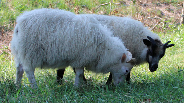 Icelandic Sheep 22