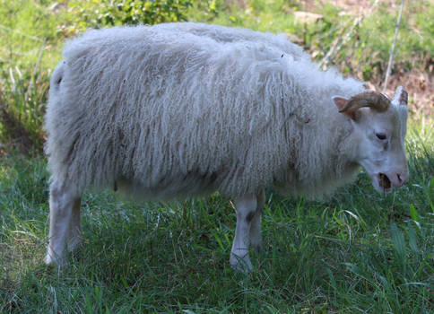 Icelandic Sheep 23