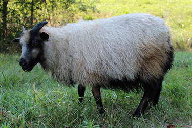 Icelandic Sheep 24