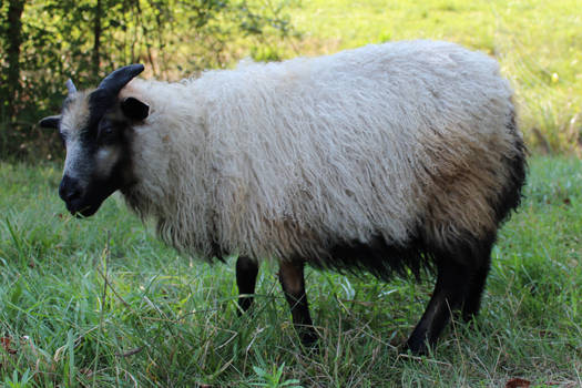 Icelandic Sheep 24