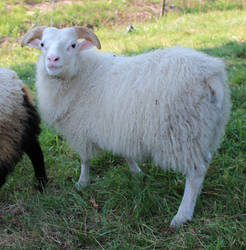 Icelandic Sheep 25