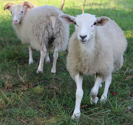 Icelandic Sheep 26