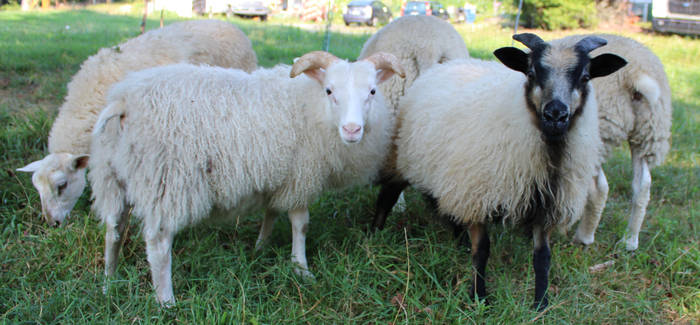 Icelandic Sheep 27