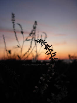 Little Wildflower