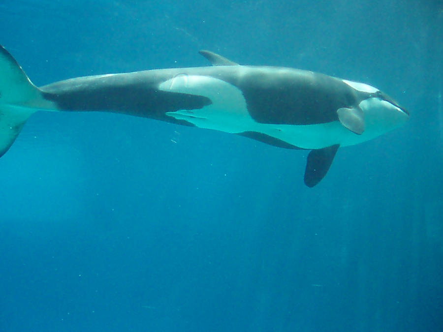 Orca Pff orca by jigglepuff6 on DeviantArt