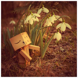 Danbo and the snowdrop