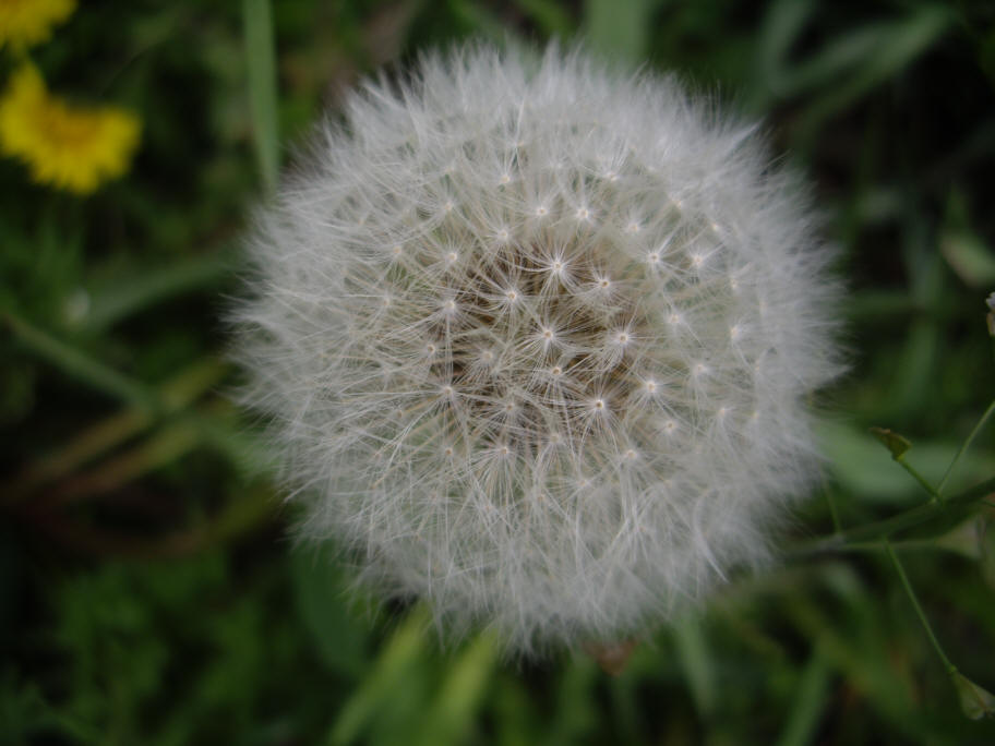 Dandelion closeup