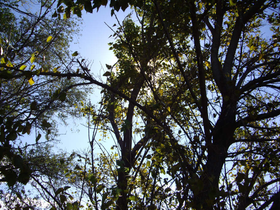 Autumn Sun Through The Trees