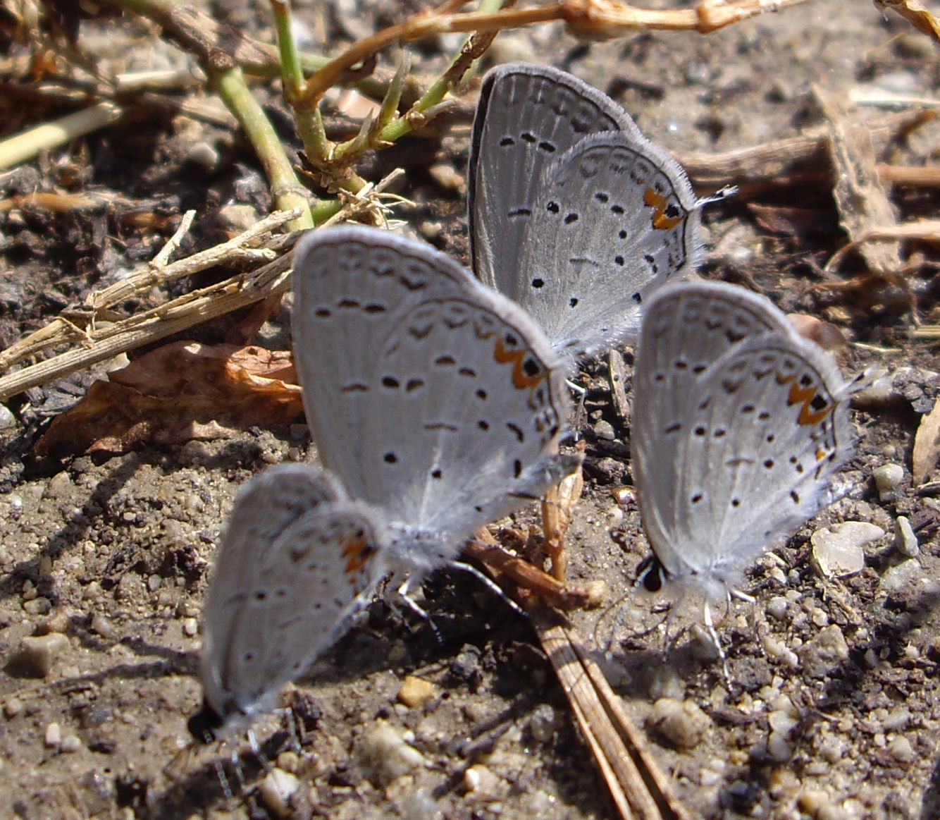 Eastern-Tailed Blue Butterfly