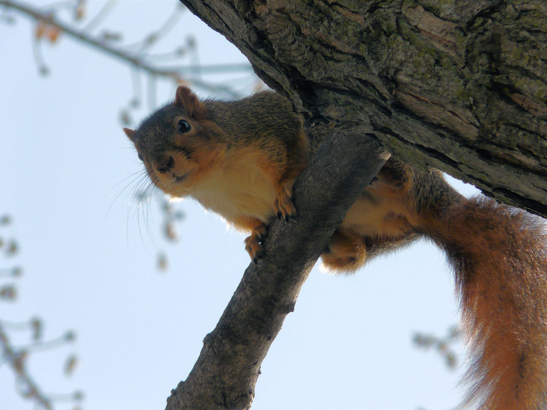 Squirrel Overhead