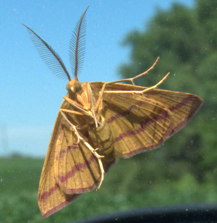 Moth closeup