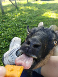 Goats love Cheez-Its