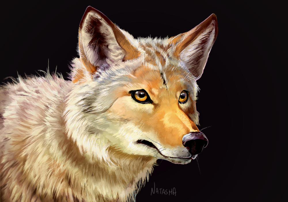 Coyote Head