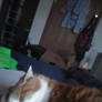 My Cat