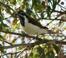 Blue Faced Honyeater 2