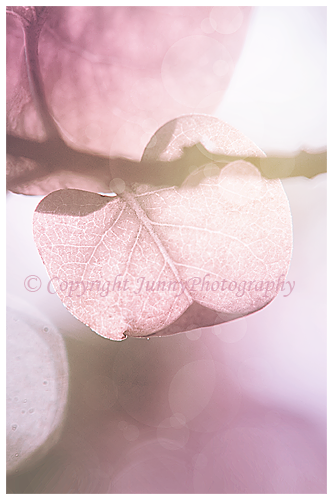 Pink leave II