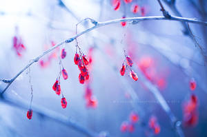 joyaux de la couronne by JunnyPhotography