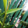 Bamboo drops