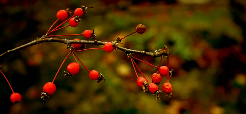 Berries