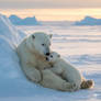 Eisbarenmutter kuschelt mit ihrem Baby