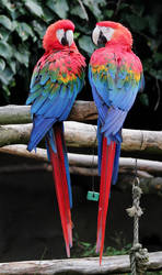 Scarlet Macaws 2