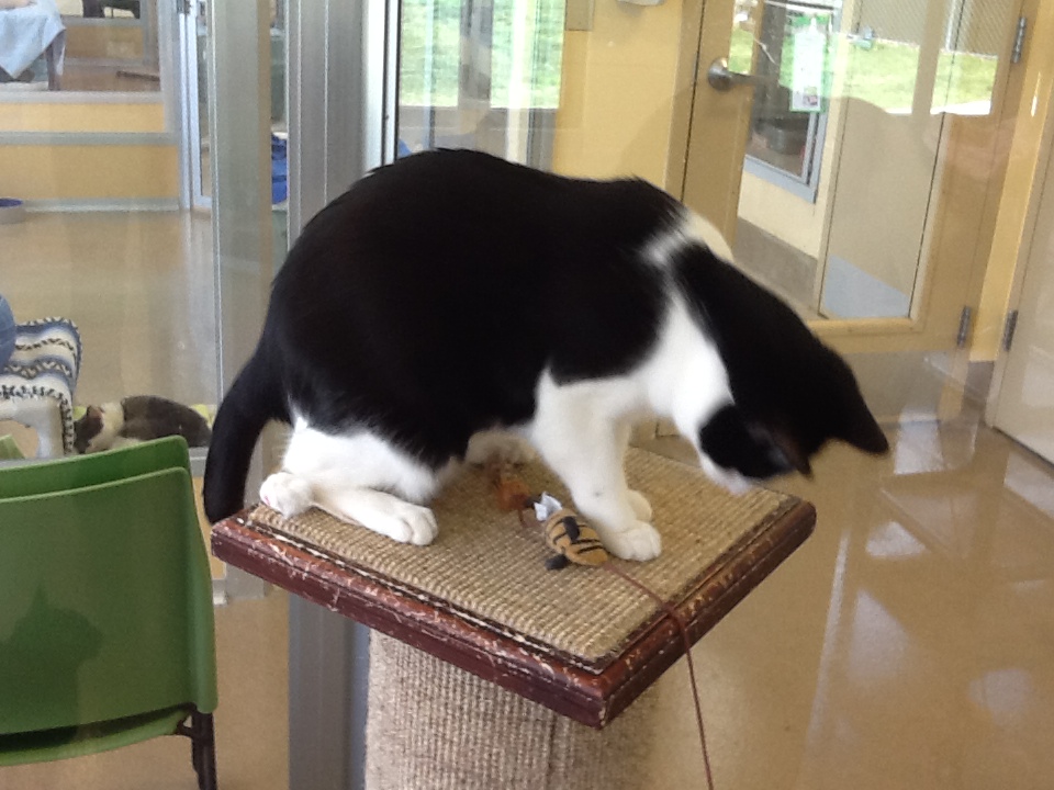 Watcher on top of the scratching post