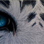 Blue Tiger Eyes