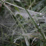 spider's web in dew.