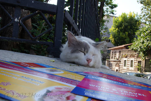 Street Cats:I am too lazy for work and travel ...