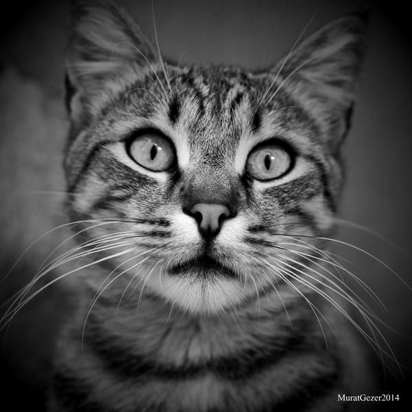 Cat Potrait