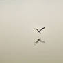 Summer Palace Birds3