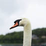 Big Handsome Swan