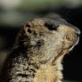 Cute marmot