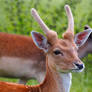 Fallow Deer Buck