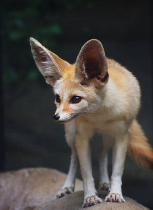 Fennec Fox Once More by ShutterSerpent Fennec Fox Once More by ShutterSerpent