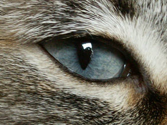 cat eye