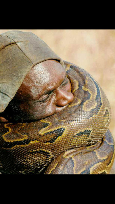 Muffled and strangled by a python by largepython on DeviantArt